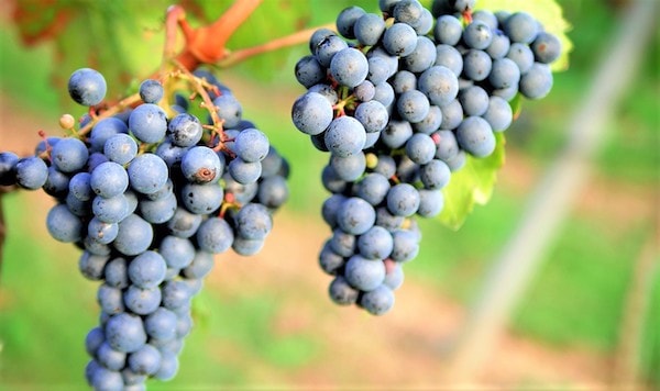 Autorizzazione all'aumento del titolo alcolometrico volumico naturale dei vini campagna 2019/2020